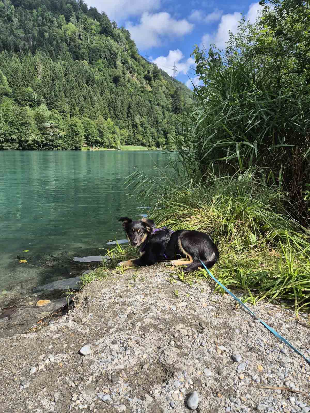 Hund am grünen Ufer des Klammsees in Kaprun